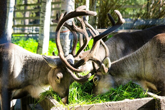 Trip to Ranua Wildlife Park - Arctic Animals You May See