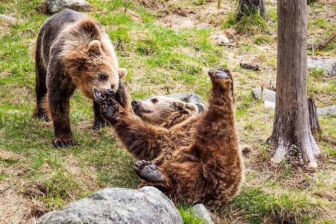 Trip to Ranua Wildlife Park - A Guide Makes the Difference