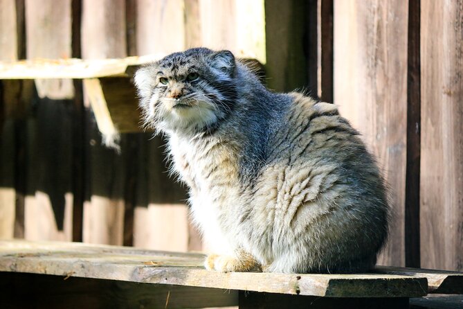 Trip to Ranua Wildlife Park - Lunch After the Forest Walk