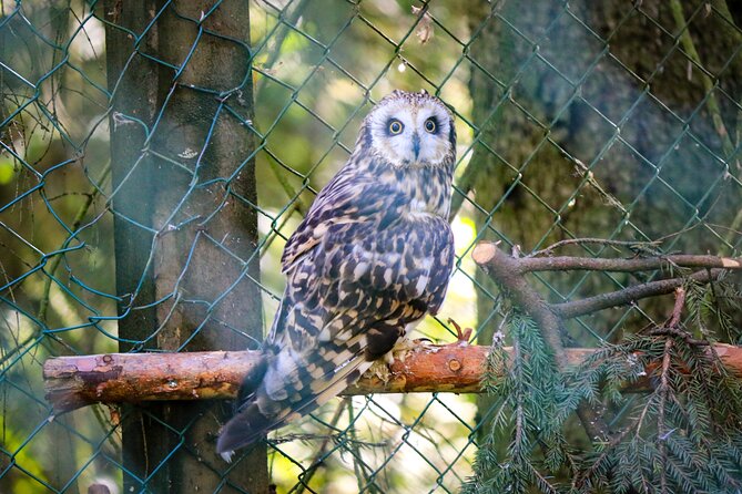 Trip to Ranua Wildlife Park - Is $174.60 a Fair Price?