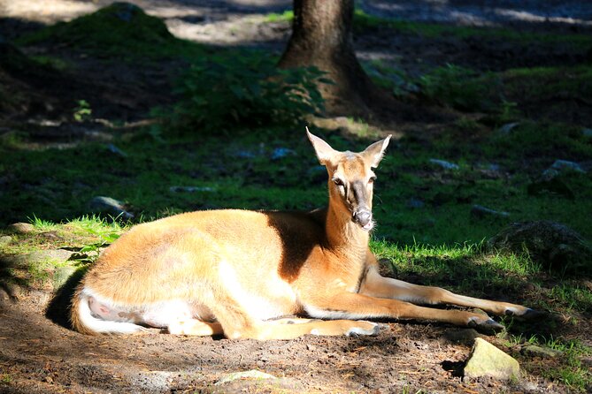Trip to Ranua Wildlife Park - Who Should Book This Outing?