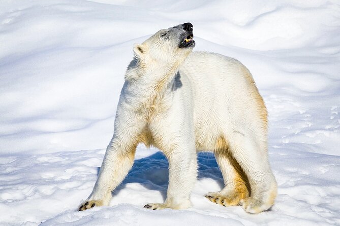 Two Full Days in Lapland - Why this two-day Lapland plan works