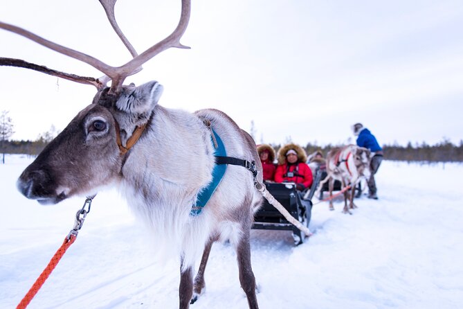 Two Full Days in Lapland - Day 1: Ranua Wildlife Park and Arctic animals