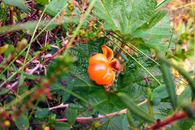 Wild Berries and Mushroom picking tour - What the small group of eight changes