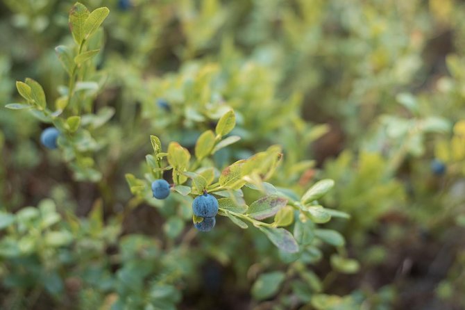 Wild Berries and Mushroom picking tour - Who should book this forest outing?