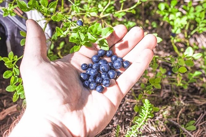 Wild Berries and Mushroom picking tour - Searching the forest floor for edible finds