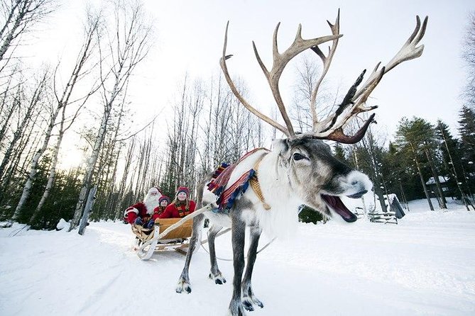 Wild Reindeers Safari + Lunch in Glass Igloo (private service) - A quiet start among Rovaniemi’s reindeer