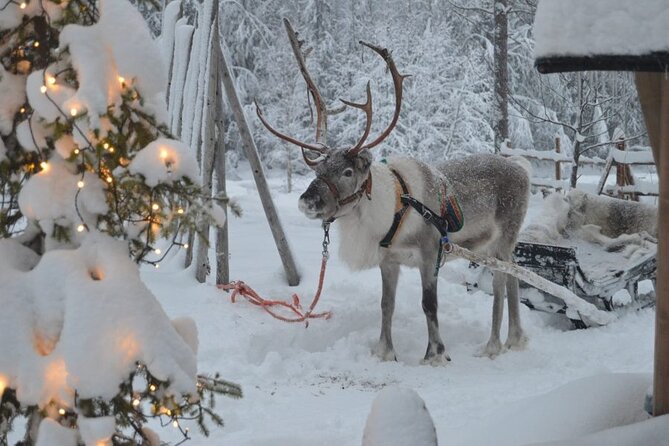 Wild Reindeers Safari + Lunch in Glass Igloo (private service) - Warming up beside an open fire