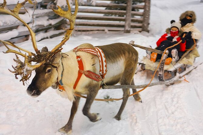 Wild Reindeers Safari + Lunch in Glass Igloo (private service) - Who will enjoy this most?