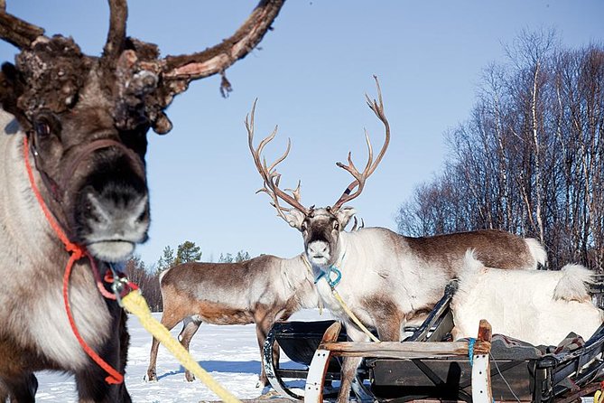 Wild Reindeers Safari + Lunch in Glass Igloo (private service) - What the private format changes