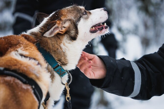Winter highlights: Snowmobile, Arctic Animals And Santa<code>s Village – Key points to know before booking’ /></p>
<ul>
<li><strong>One day covers three Arctic favorites:</strong> You visit a reindeer farm, a husky farm, and Santa Claus Village, with snowmobiling added between the stops.</li>
<li><strong>The snowmobile hour is shared:</strong> Two adults normally use one machine, with solo driving available for an extra charge.</li>
<li><strong>Children ride behind the guide:</strong> Ages 2 to 14 sit in a sledge for the main snowmobile section, rather than driving a full-size machine.</li>
<li><strong>Lunch is part of the farm visit:</strong> You receive traditional salmon soup or vegetarian soup, but confirm where and when it is served.</li>
<li><strong>A driving license is essential:</strong> You must bring the physical valid license to drive. A photo or provisional license is not accepted.</li>
<li><strong>The day is built for families:</strong> Winter clothing, short animal rides, a children’s mini-track, and free time at Santa Claus Village keep the pace varied.</li>
</ul>
<h2 id="a-full-arctic-circle-day-from-rovaniemi">A full Arctic Circle day from Rovaniemi</h2>
<p><img width="667" height="446" decoding="async" src=