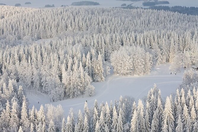 Winter Quad Bike Ride in the Arctic Circle from Rovaniemi - Riding from Rovaniemi into the Arctic Circle forest